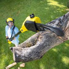 Best Hazardous Tree Removal  in Yoakum, TX